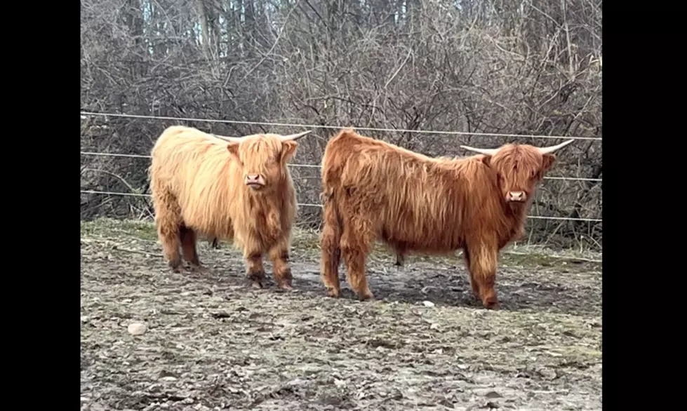 UPDATE: Owners of Lost Highland Cows in Kent County Have Been Found