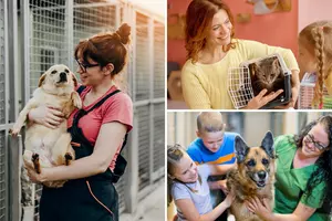Reduced Pet Adoption Fees at More Than 40 Michigan Shelters This...