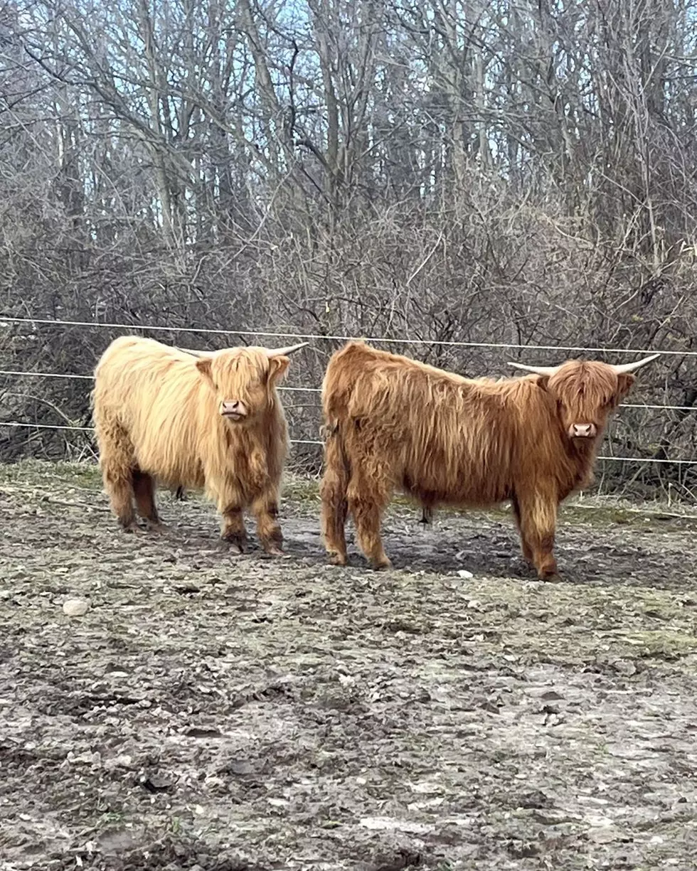 UPDATE: Owners of Lost Highland Cows in Kent County Have Been Found