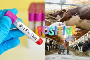 More Cattle and Now a Michigan Farmer Test Positive for Bird Flu