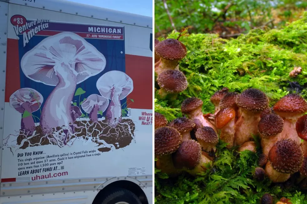 Have You Heard Of Michigan’s Humungous Fungus Festival?