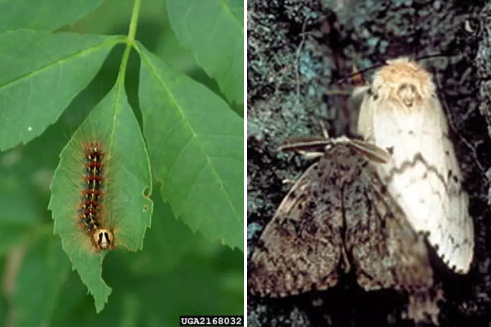 spongy moth