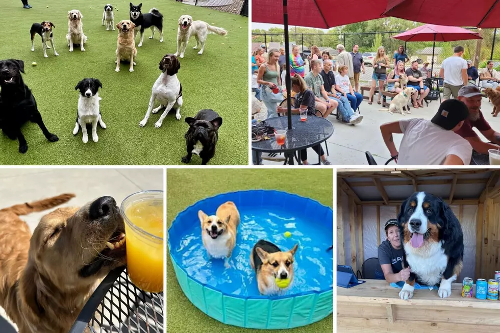 West Michigan Dog Park in the Running for ‘Best Dog Bar’ in the U.S.