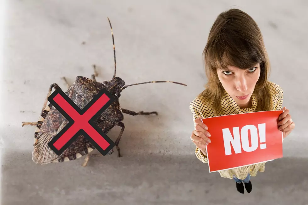 It's Stinkbug Season In Michigan - Here's How To Keep Them Out