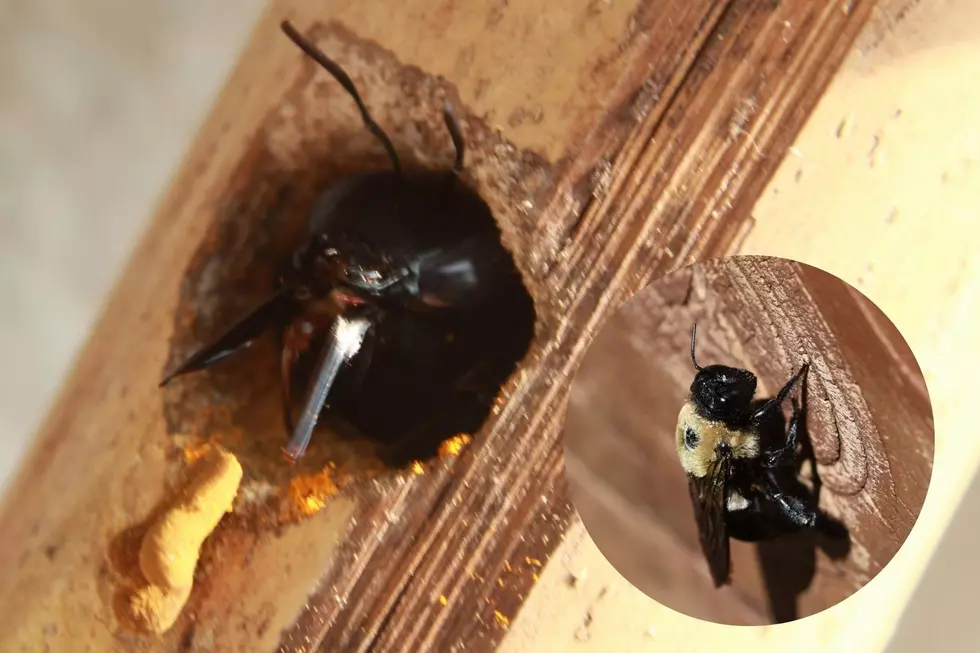 Carpenter Bees Are Dominating Michigan: How To Keep Them OUT