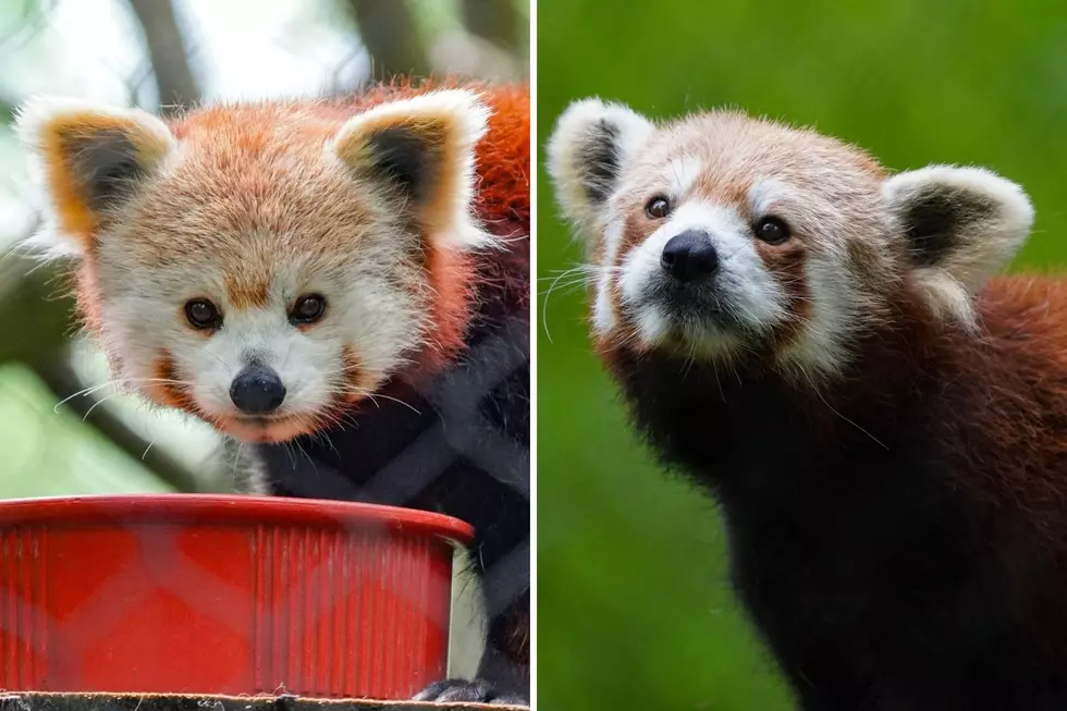 Binder Park Zoo Welcomes Two New Fluffy Friends