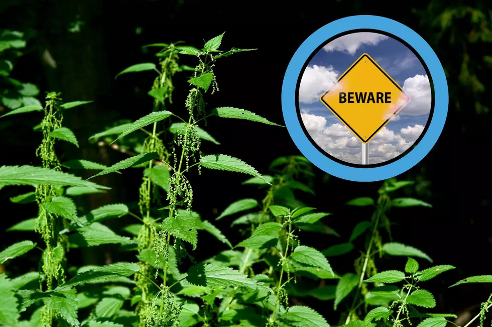 Watch Out For Stinging Nettles During July 4th Weekend