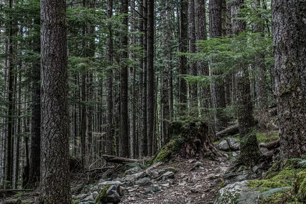 Old growth forest in the Rocky Mountains