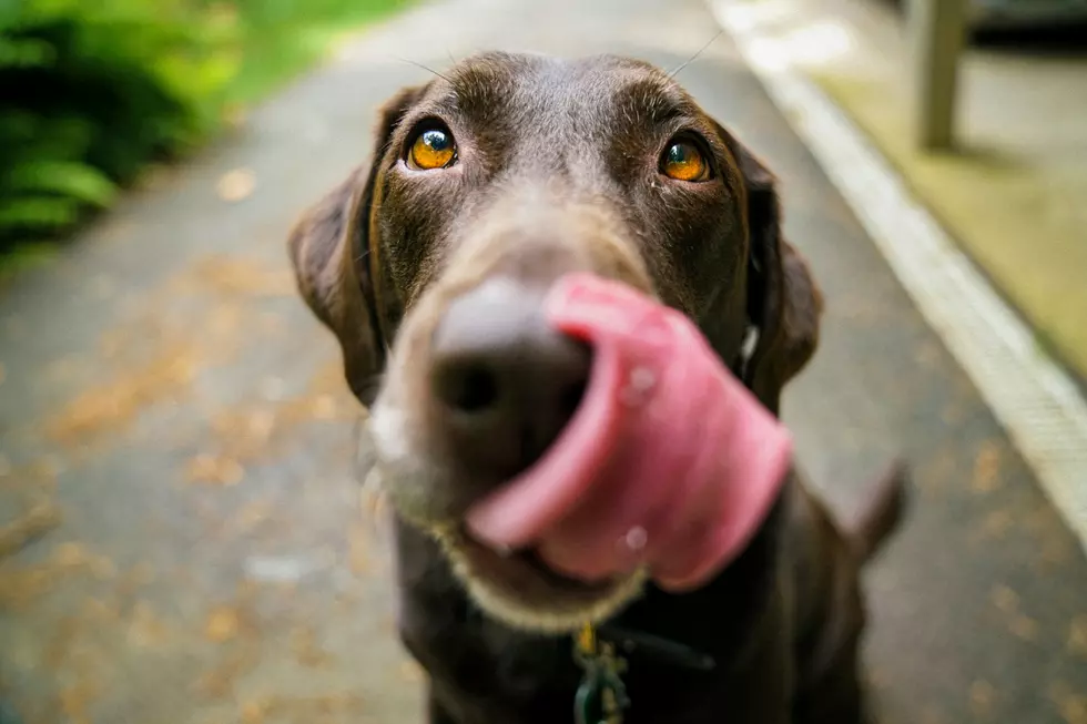Dog licking its nose.
