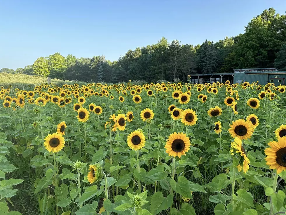 Knaebe's Farm, Facebook