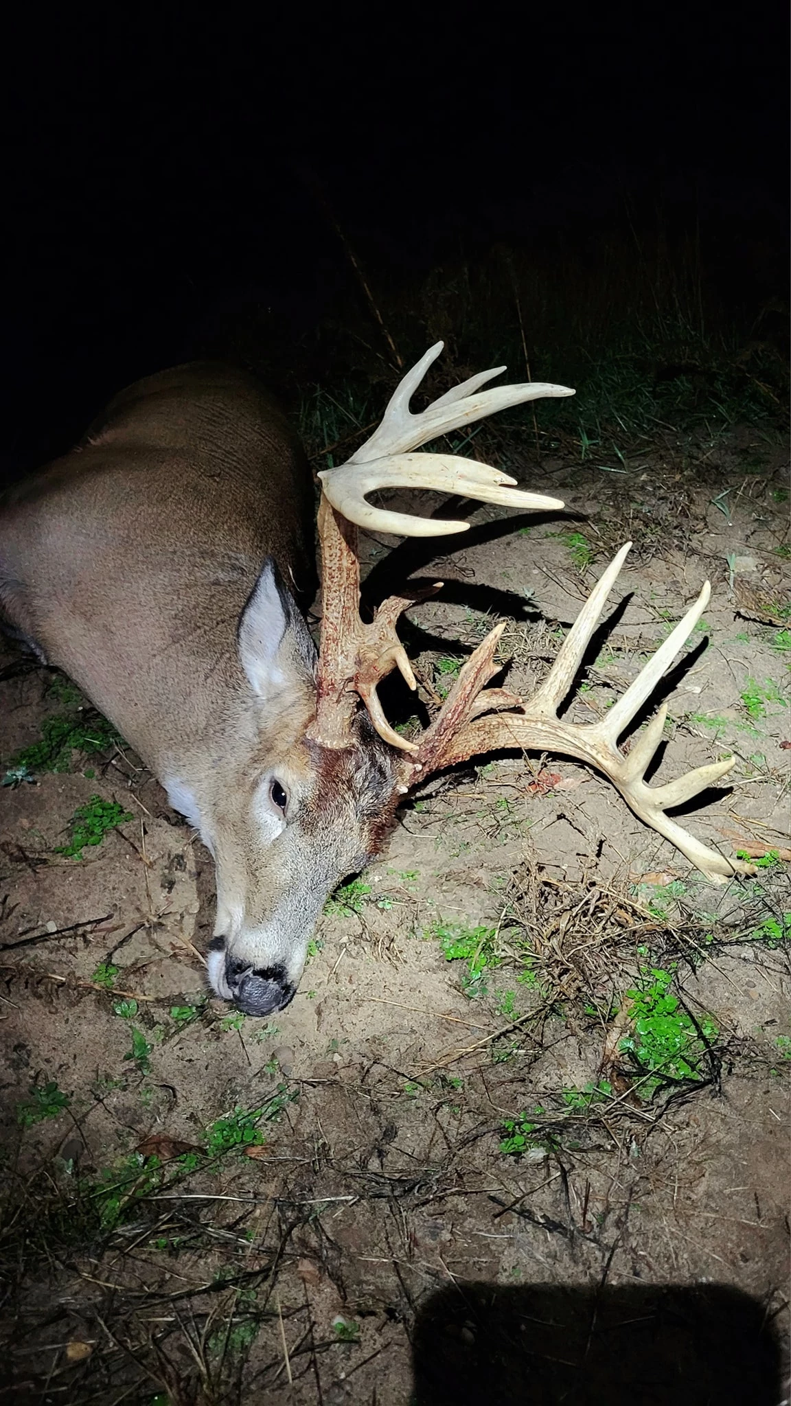 See the Possible Record-Setting Buck Bagged in West Michigan