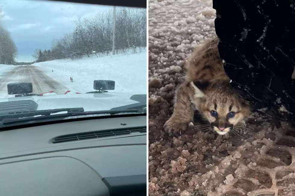 Photo Courtesy Michigan DNR