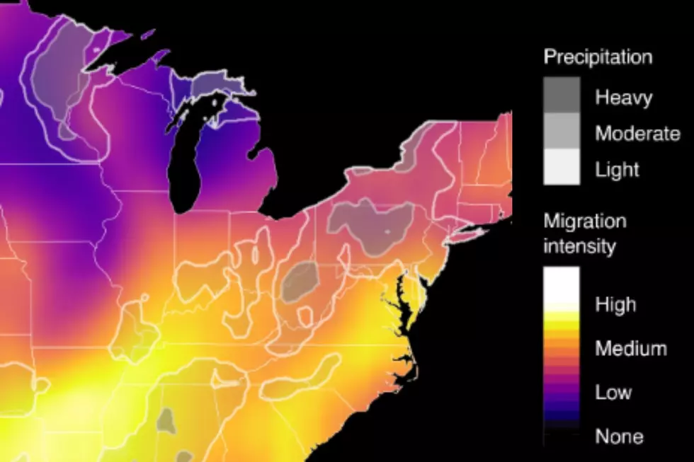 East coast Migration Map / Credit: Birdcast
