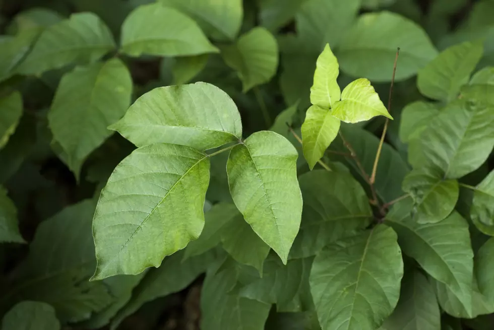 flourishing poison ivy is supposedly a byproduct of global warming