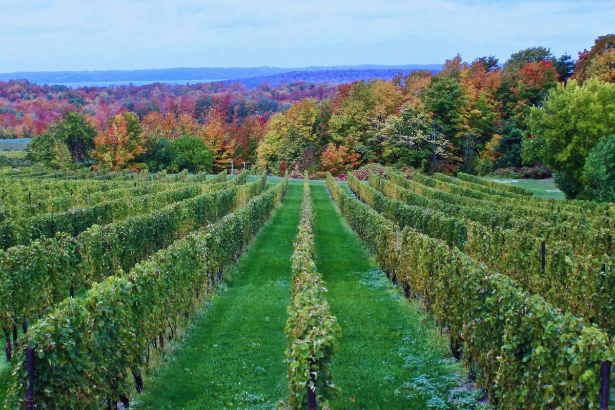 Michigan Grapes Make Waves in the Wine World
