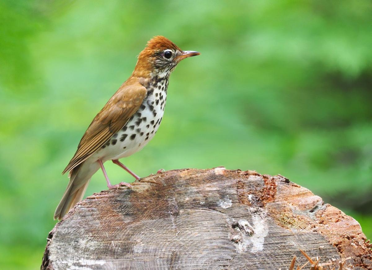 The Birds That Migrate South From Michigan Each Winter
