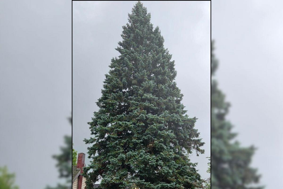 Two Months Ahead of December, Michigan’s Official Christmas Tree Has Been Chosen