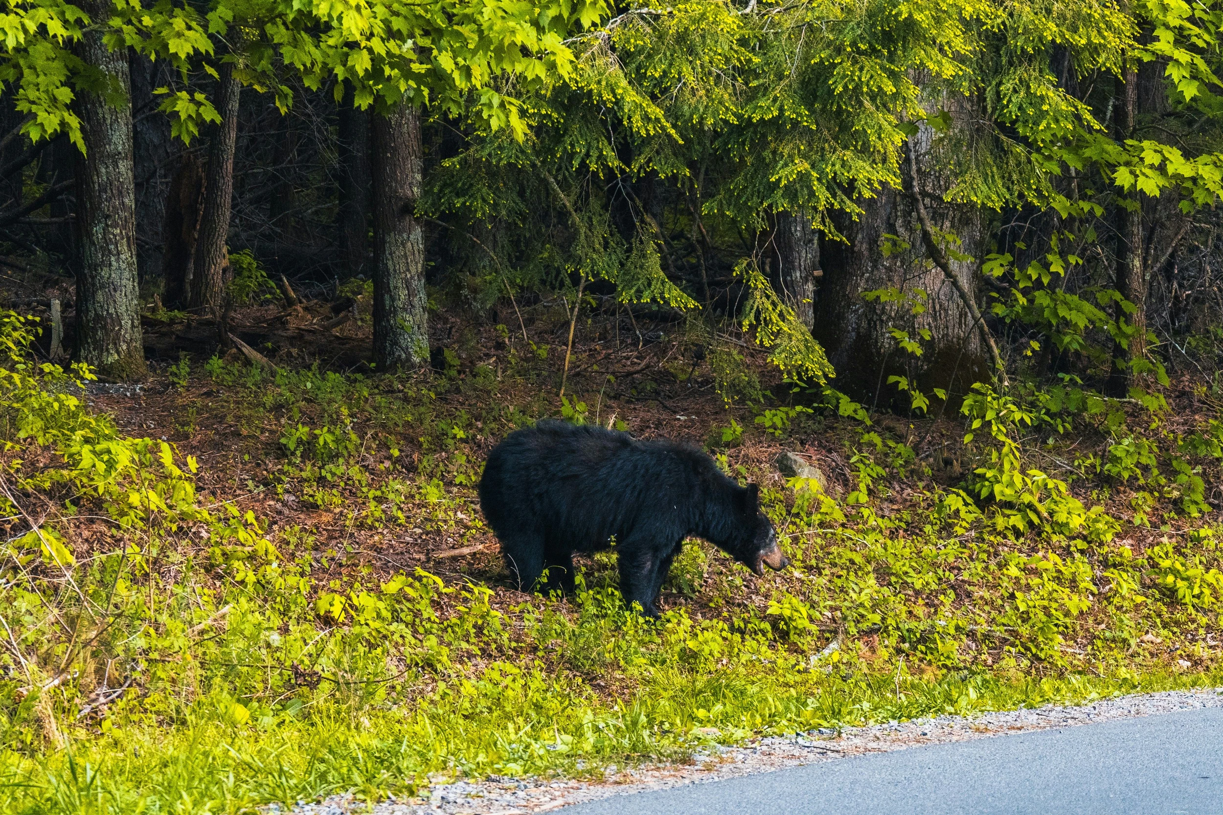Vehicle Collision Highlights Growing Bear Presence in Michigan