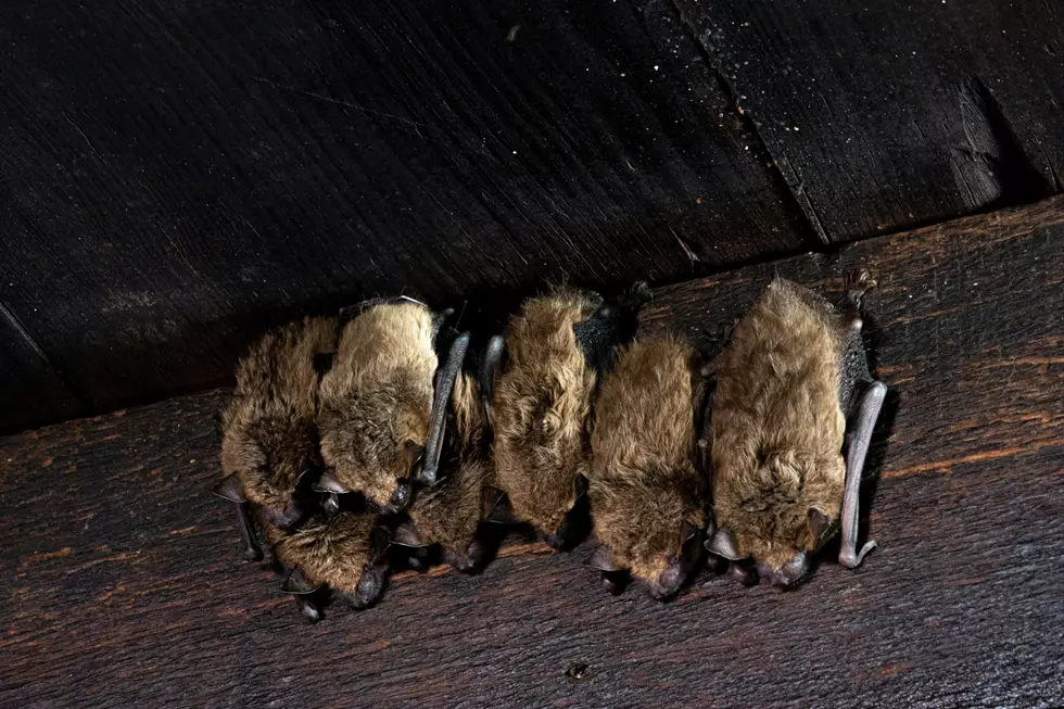 Have You Seen A Bat? The Michigan DNR Wants To Know