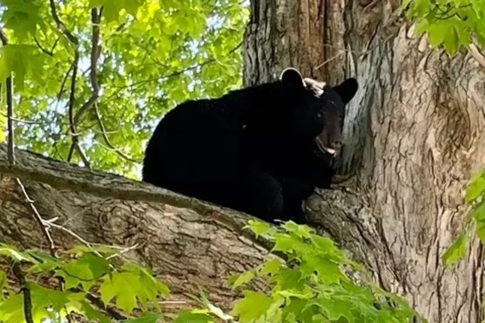 Canva.com,Michigan Department of Natural Resources