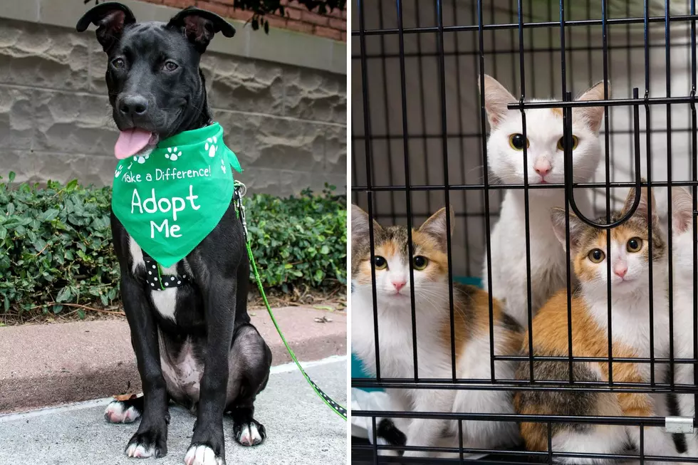 Kent County Animal Shelter Almost Full – How You Can Help