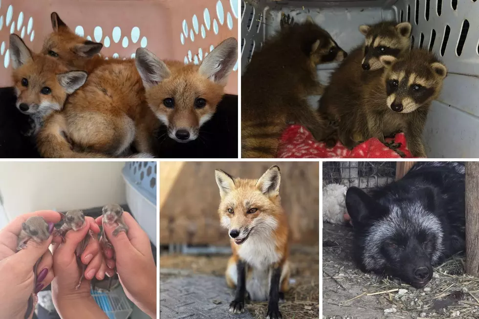 Felix Foundation Fox Sanctuary and Rehab