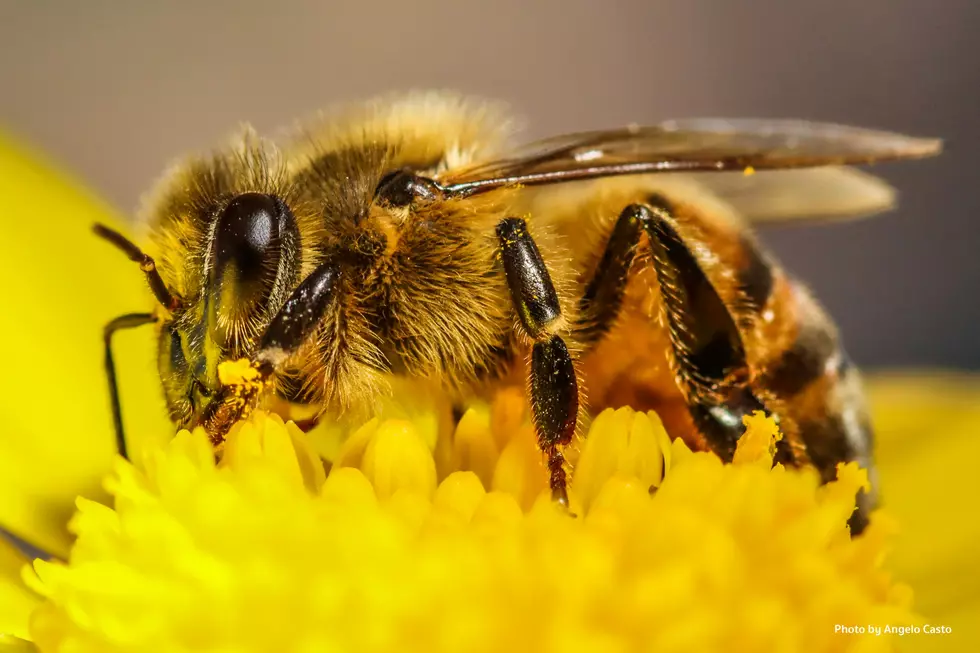 The Truth About Honey Bee Declines in Michigan