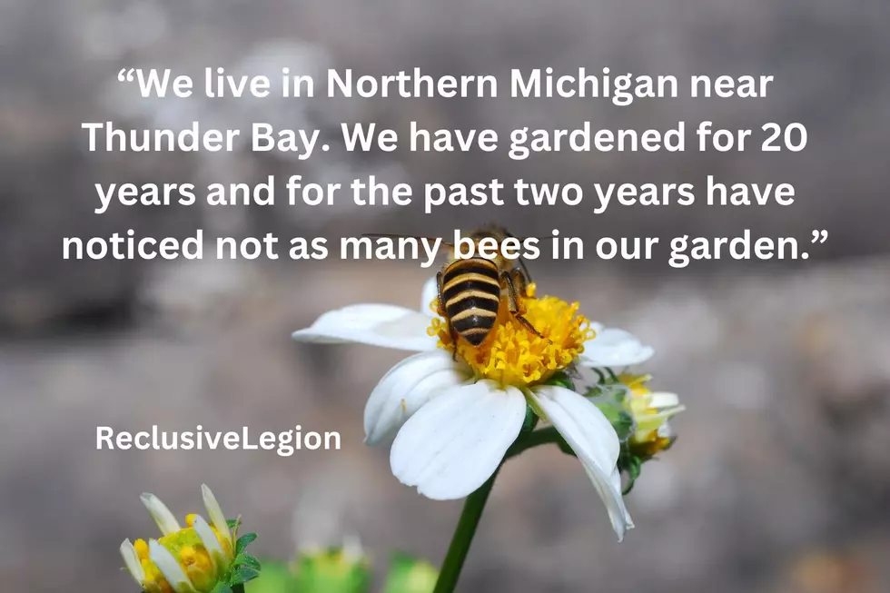 Canva.com,Michigan Reddit Page