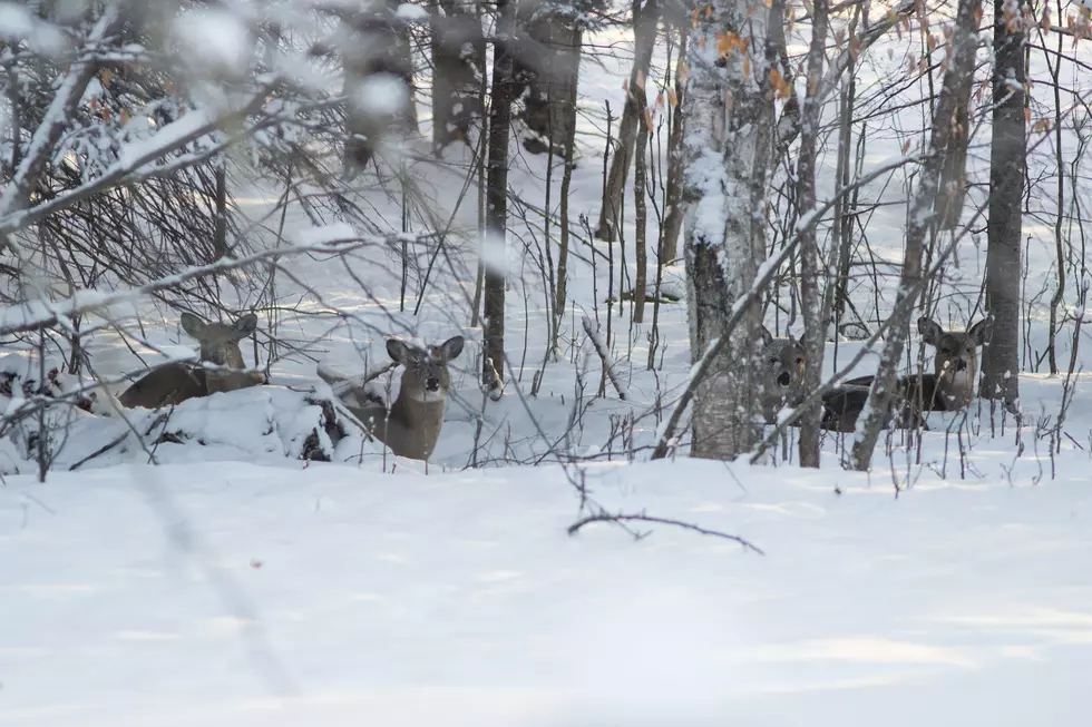Heavy Snow Weighed on U.P. Deer Survival