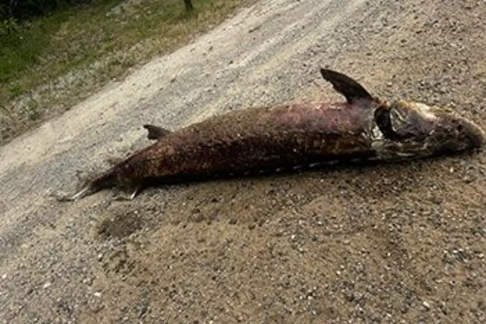 Who Dumped a Sturgeon on the Road? DNR Investigates