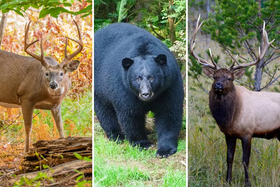 Michigan Opens 400 More Acres to Big Game Hunters