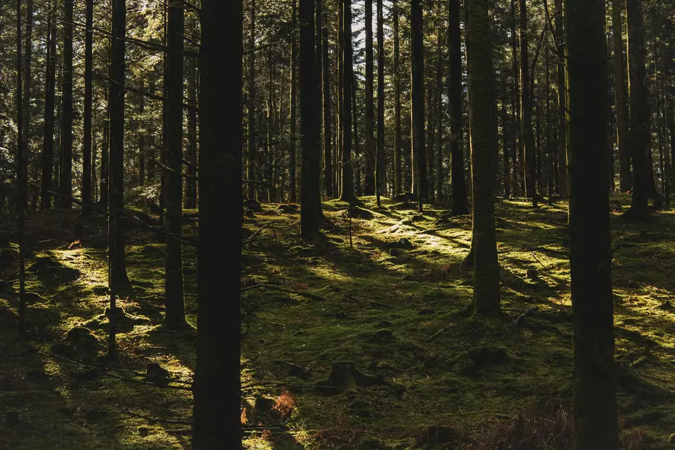 Photo by Hugo Delauney on Unsplash