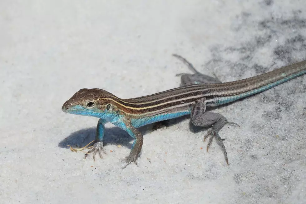 Lizards Aren’t Just Down South: They Are Native To Michigan, Too