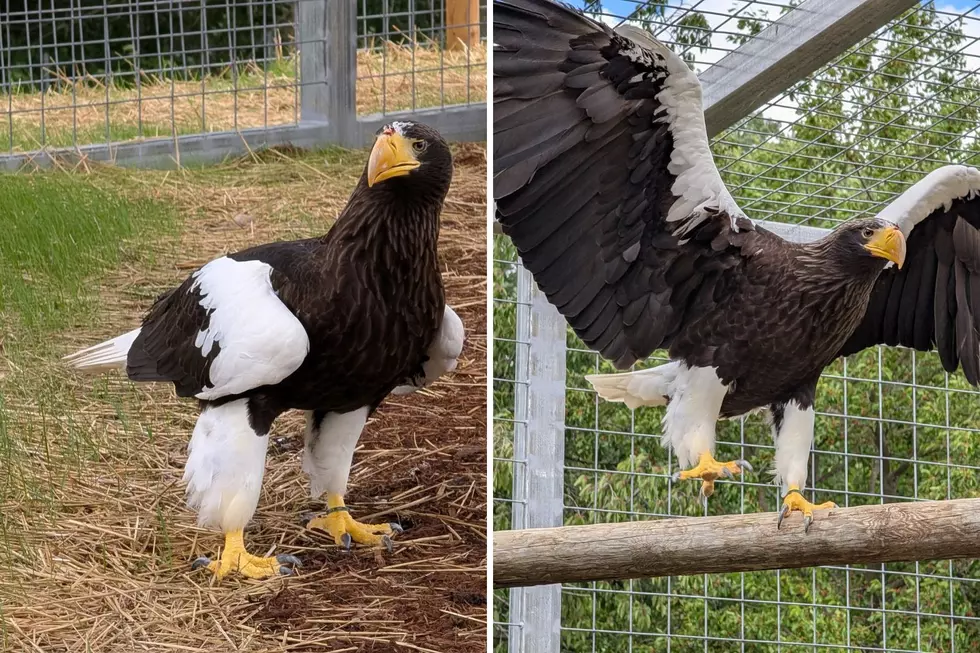 See Rare, Gigantic Eagles at Boulder Ridge Wild Animal Park