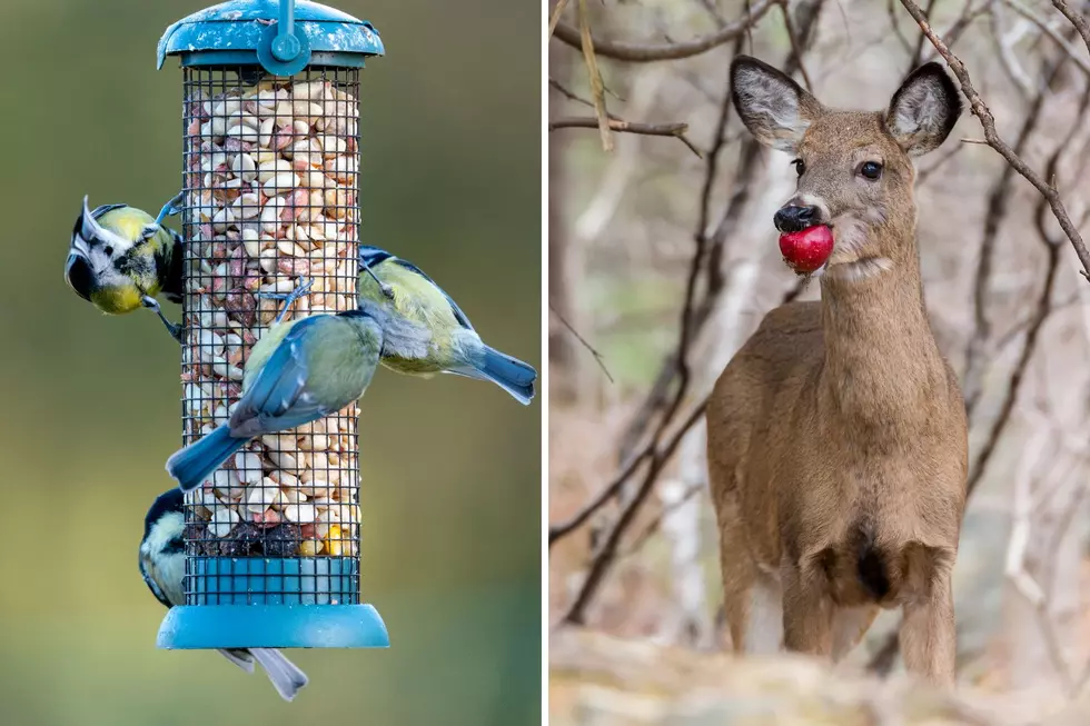 Residents Can Legally Feed Wildlife Under New Bill