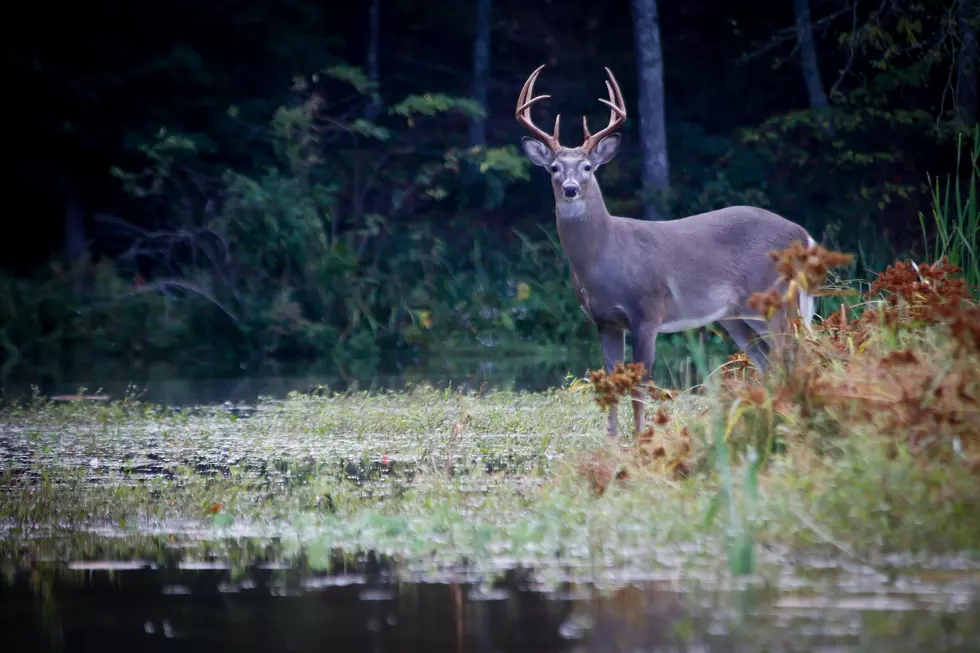 Hunters Can Earn a Second Buck Under New DNR Rule