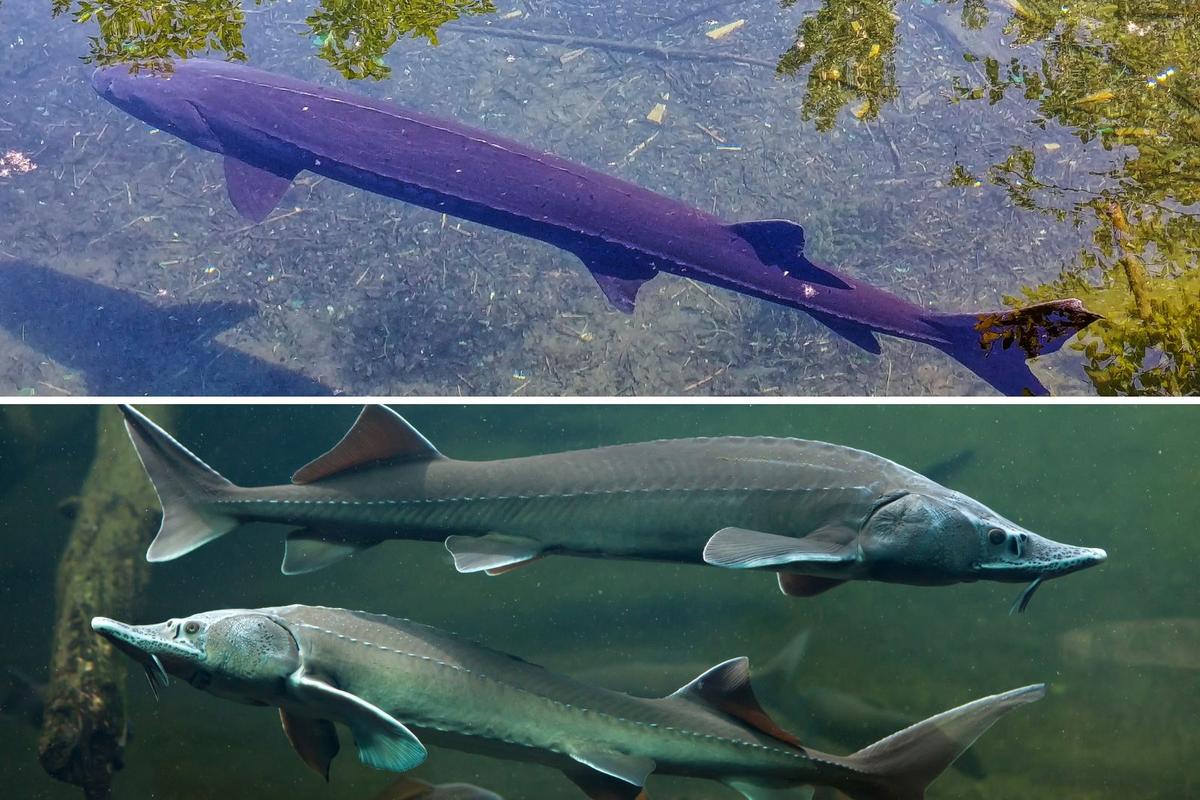 New Research Says Lake Sturgeon Could Top 400 Years