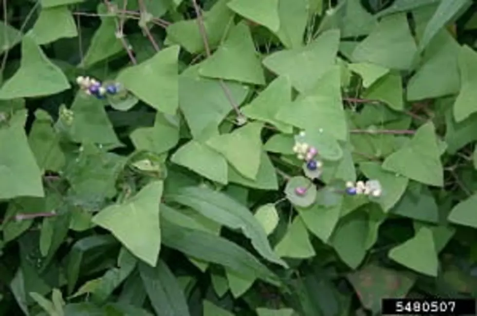 Heard of the Invasive Mile-a-Minute Weed? It’s Spreading