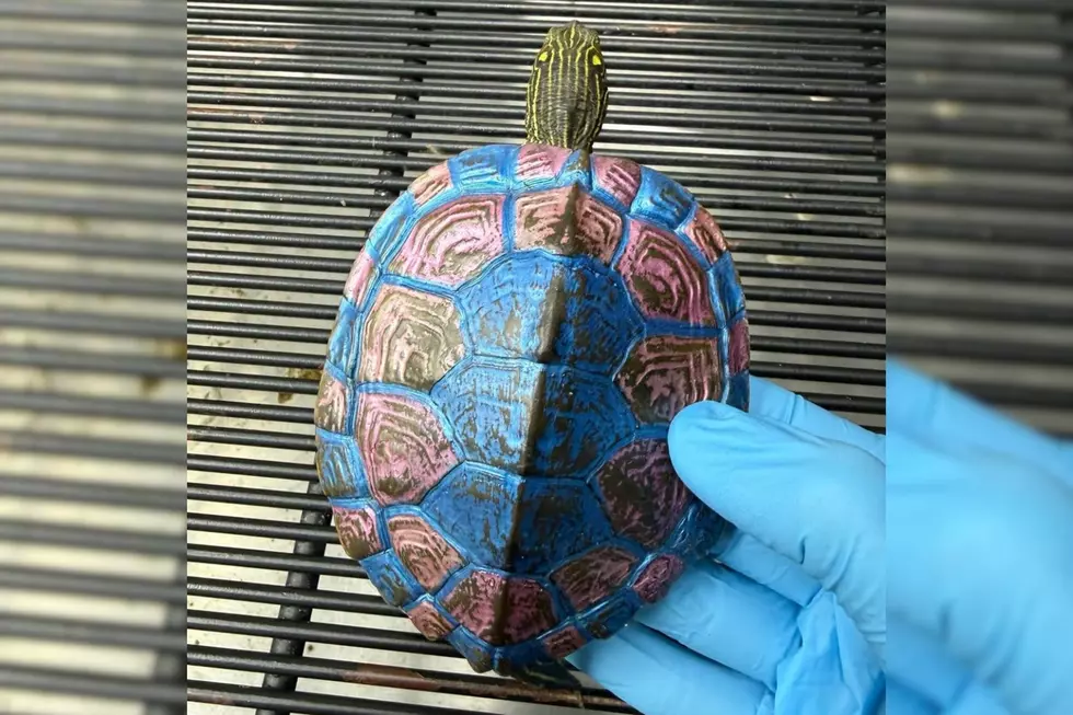 Please Do Not Paint Turtles, West Michigan Wildlife Center Pleads