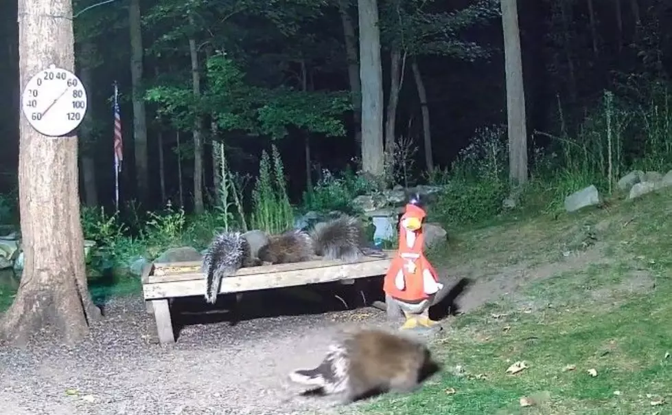 Have You Ever Heard a Porcupine Make This Sound?