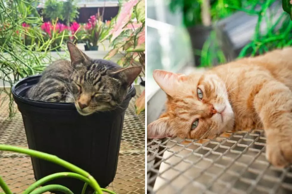Did You Know Frederik Meijer Gardens Has Resident Cats?