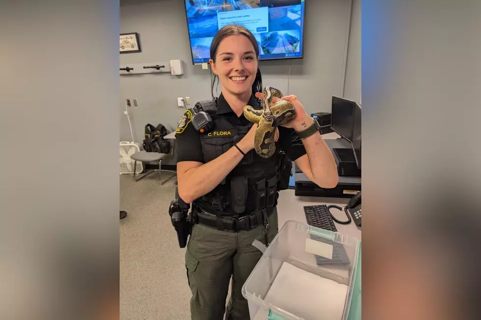 A Python Was Found in a West Michigan Barn, and the Police Reaction Is Gold