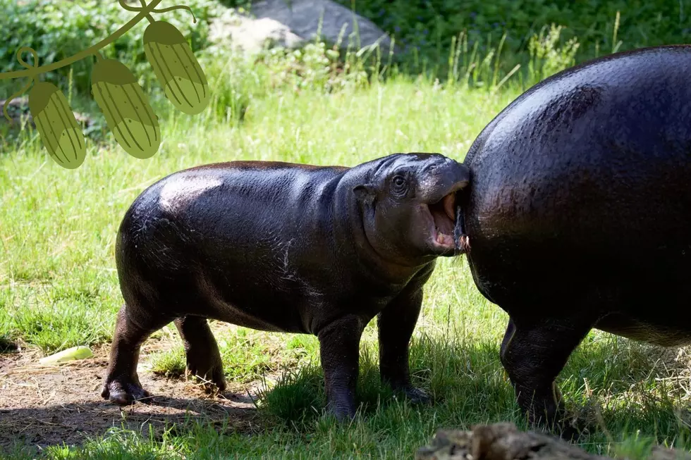 Celebrate Pigmy Hippo Hugo’s First Birthday at John Ball Zoo’s Pickle Party