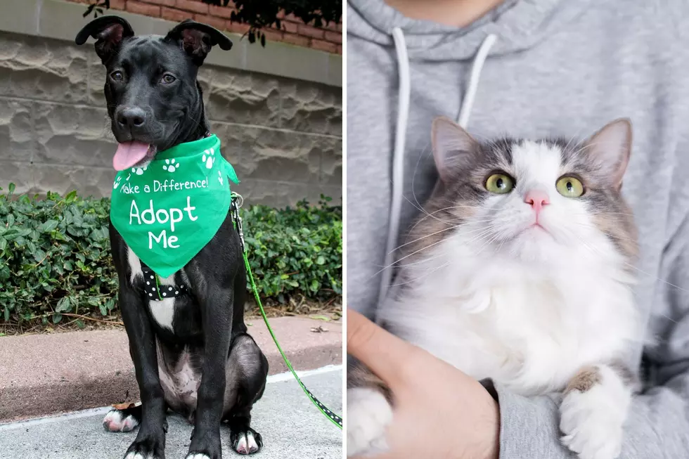 Free Pet Adoption Day Is Coming to the Humane Society of West Michigan