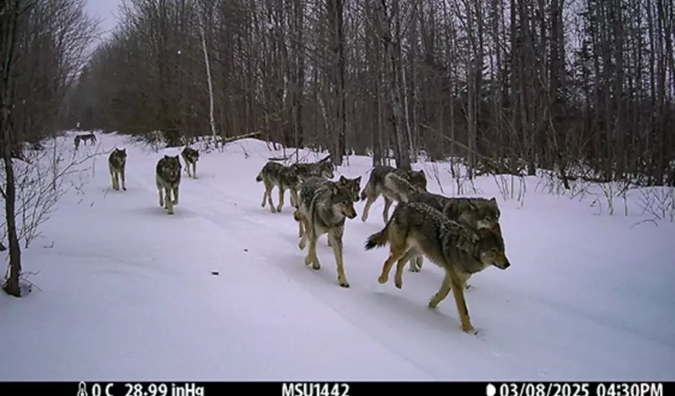 DNR Cameras Offer New Look at Wolf Population