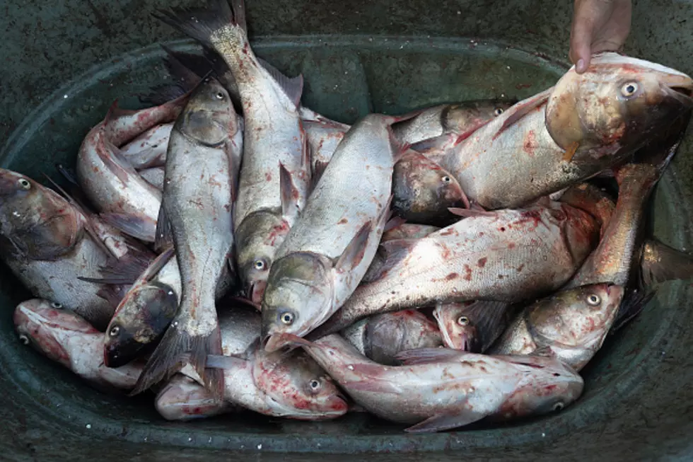 Asian Carp Project Restarts After New Fish Discovery