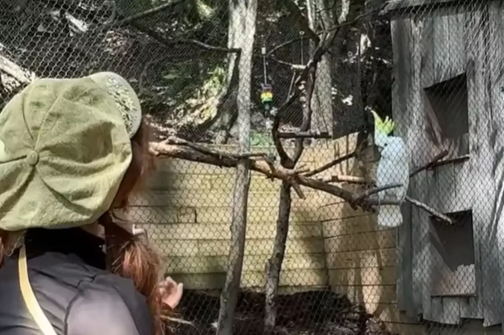 Lindsey Stirling Held A Private Concert For John Ball Zoo’s Animals