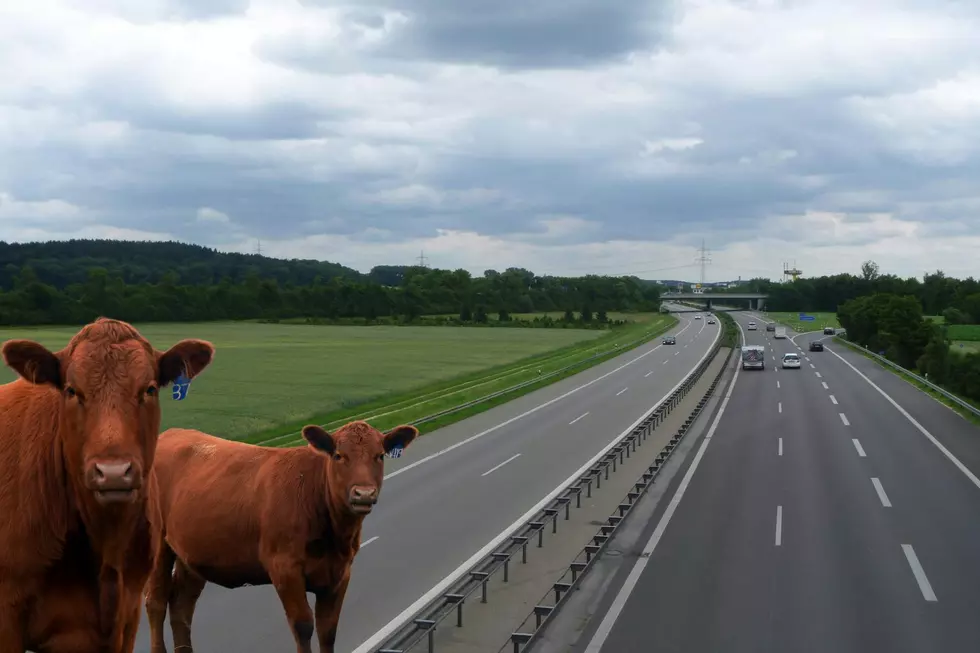 Bull on the Loose Killed Along US-131