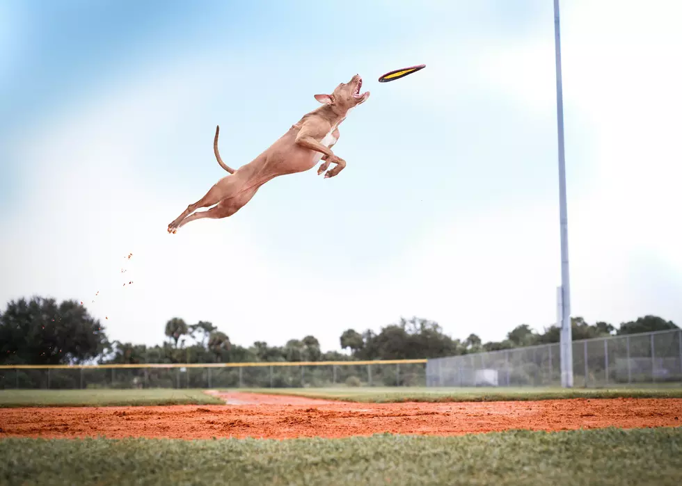 K9 Frisbee Stars Set to Soar in West Michigan