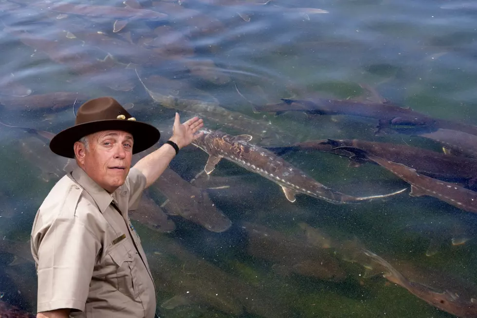 27 Sturgeon Saved After Being Stranded in U.P.